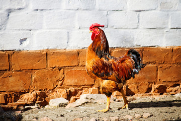 cock