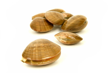 Vongole - Fasolari