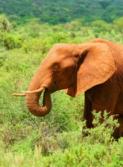 Fototapeta na wymiar Wild African Elephant