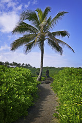 Obraz premium Palm Tree in Hana, Maui, Hawaiian Islands