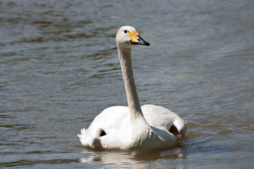 whooper swan approaching land