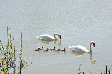 family of swans with cygnets
