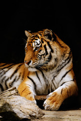 Fototapeta premium tiger