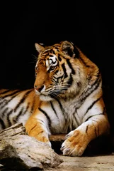 Store enrouleur occultant sans perçage Tigre tigre