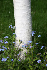 pień © masterofmoments