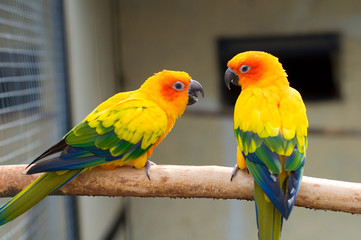 Sun Parakeet. Sun Conure. Aratinga solstitialis