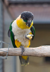 Black-headed Parrot. Pionites melanocephalus