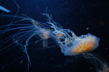 jelly fish 1