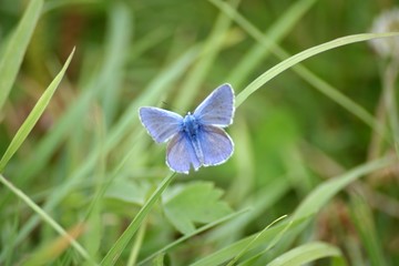 Papillon