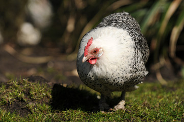 Laufendes Huhn