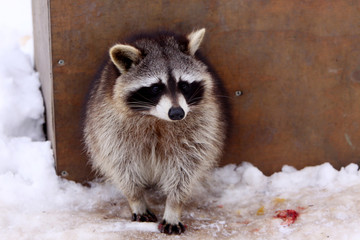 Waschbär