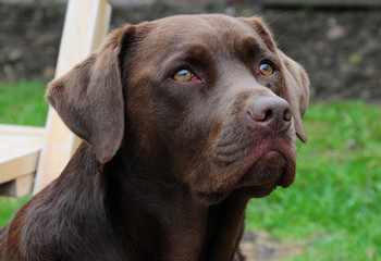 beautiful chocolate labrador