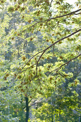 green maple tree