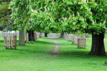 horse chestnut walkway
