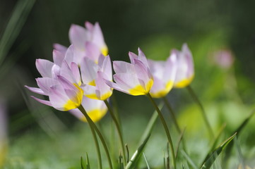 Fototapeta premium Wildtulpe