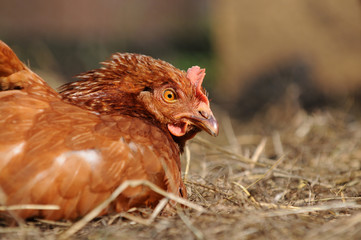 Liegendes Huhn