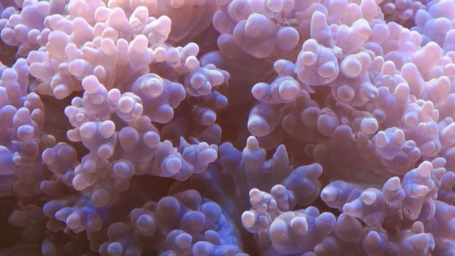 Korallen Nahaufnahme Video