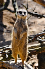 Look Out (Meerkat)