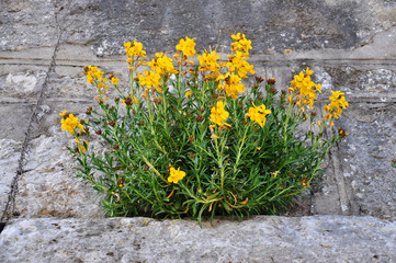 Girofl&eacute;es des murailles