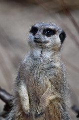 Fototapeta premium Alert Meerkat