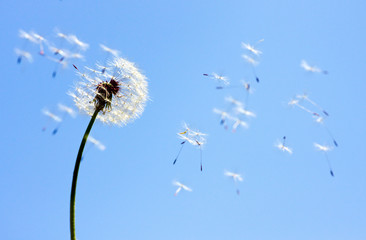Dandelion on blue sky