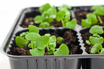 green sprouts growing from soil. Isolated on white