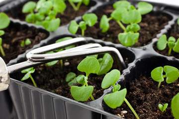 green sprouts growing from soil with steel rake