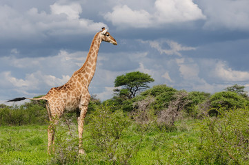 Giraffe