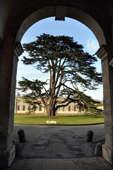Fototapeta premium Cedar Tree Through The Arch