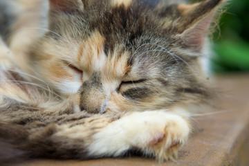 Cat sleeping on a bench