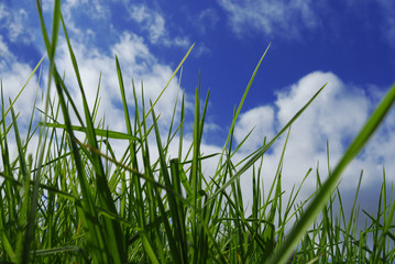 Obraz premium green grass and blue sky