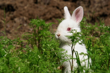 White rabbit hide behind grass