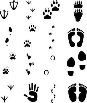animal and human footprints set