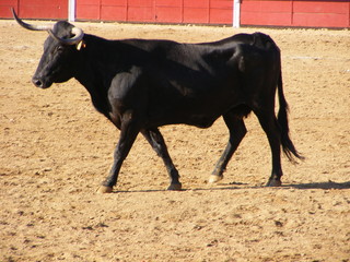 Toro