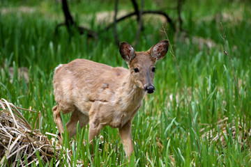 White-tail Deer