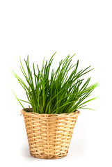 Fototapeta premium A bunch of fresh chives