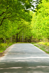 Obraz premium Empty road between trees