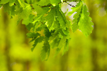 Fototapeta na wymiar Young oak leaves