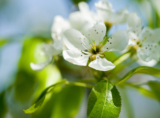 Pear flowers in a garden
