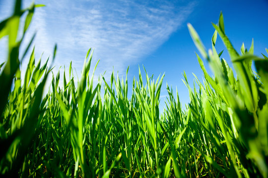 Wheat field