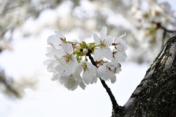 apple tree flowers