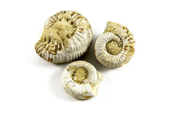 Ammonite Fossil isolated on a white background