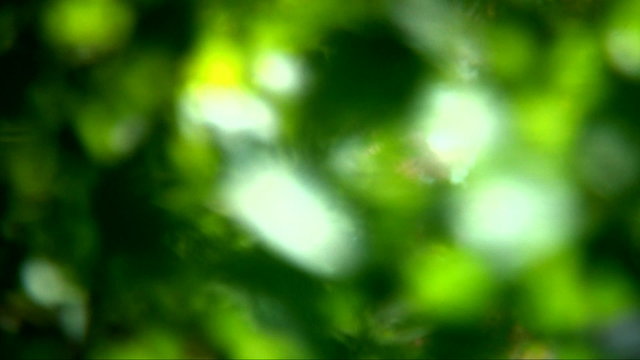 Natural video background.Defocused Leafs
