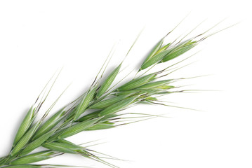 oat
