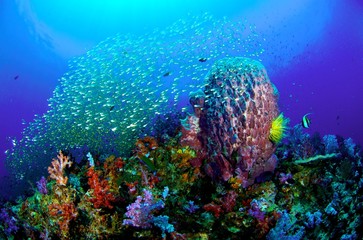 Fototapeta na wymiar Coral Reef, Similan National Park, Tajlandia