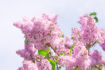 Soft lilac flowers