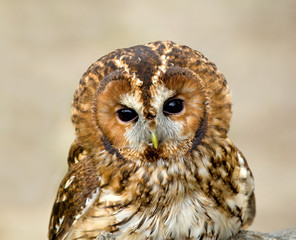 Tawny Owl 1