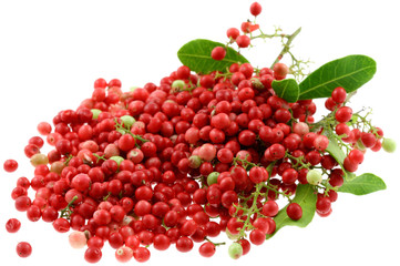 baies roses, schinus terebinthifolus, poivrier, fond blanc