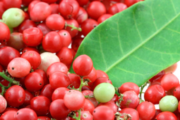 baies roses, schinus terebinthifolus, faux poivrier