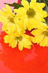 Yellow camomile on red background